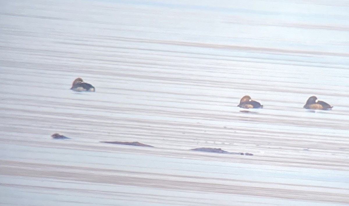 bergand - ML646470604