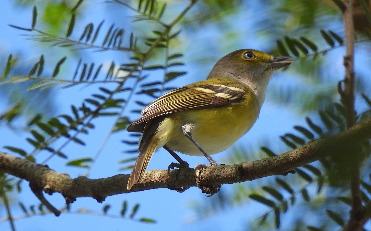 メジロモズモドキ - ML646470605