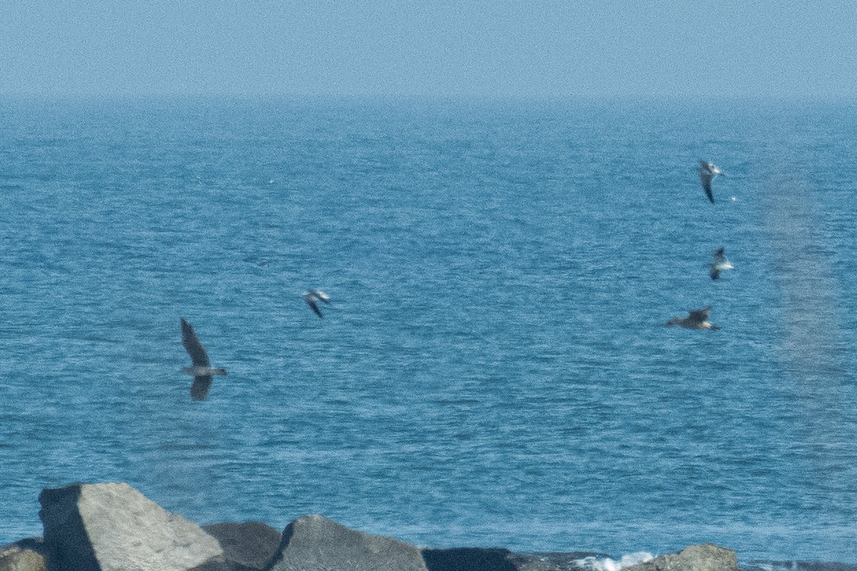 Pomarine Jaeger - ML646470606