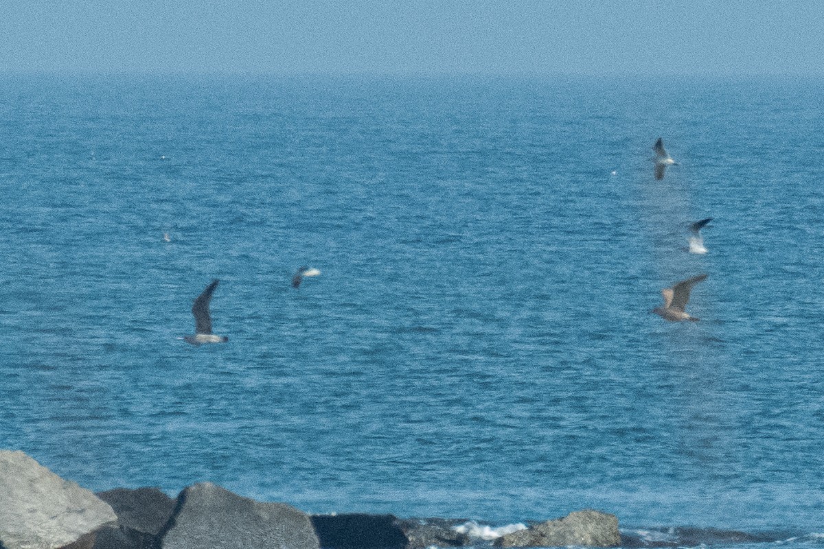 Pomarine Jaeger - ML646470607