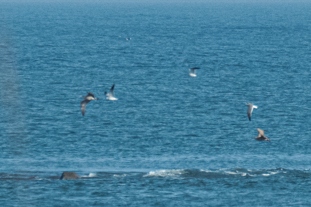 Pomarine Jaeger - ML646470608