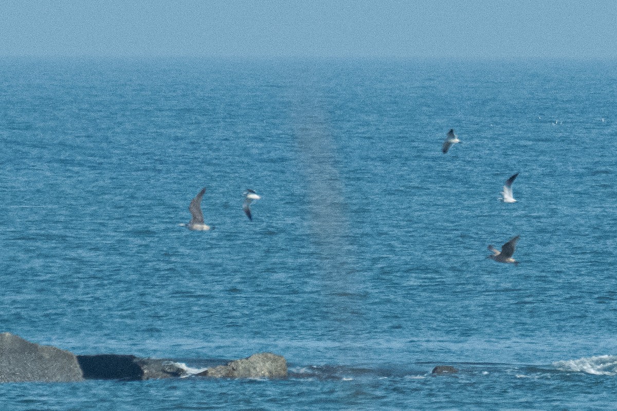 Pomarine Jaeger - ML646470609