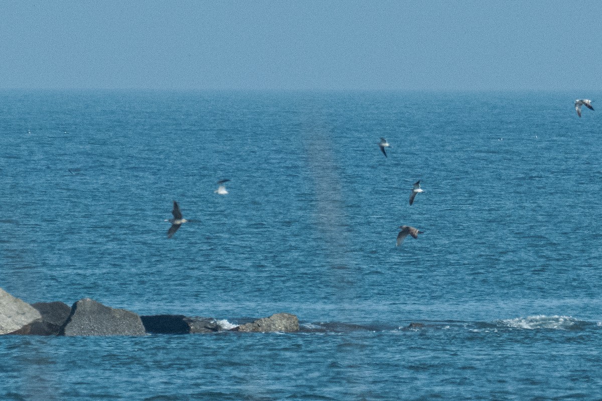 Pomarine Jaeger - ML646470610