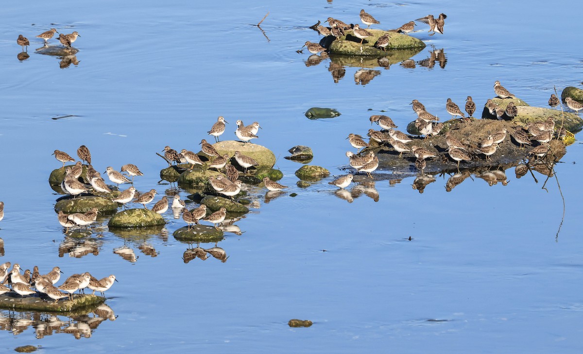 Least Sandpiper - ML646470616