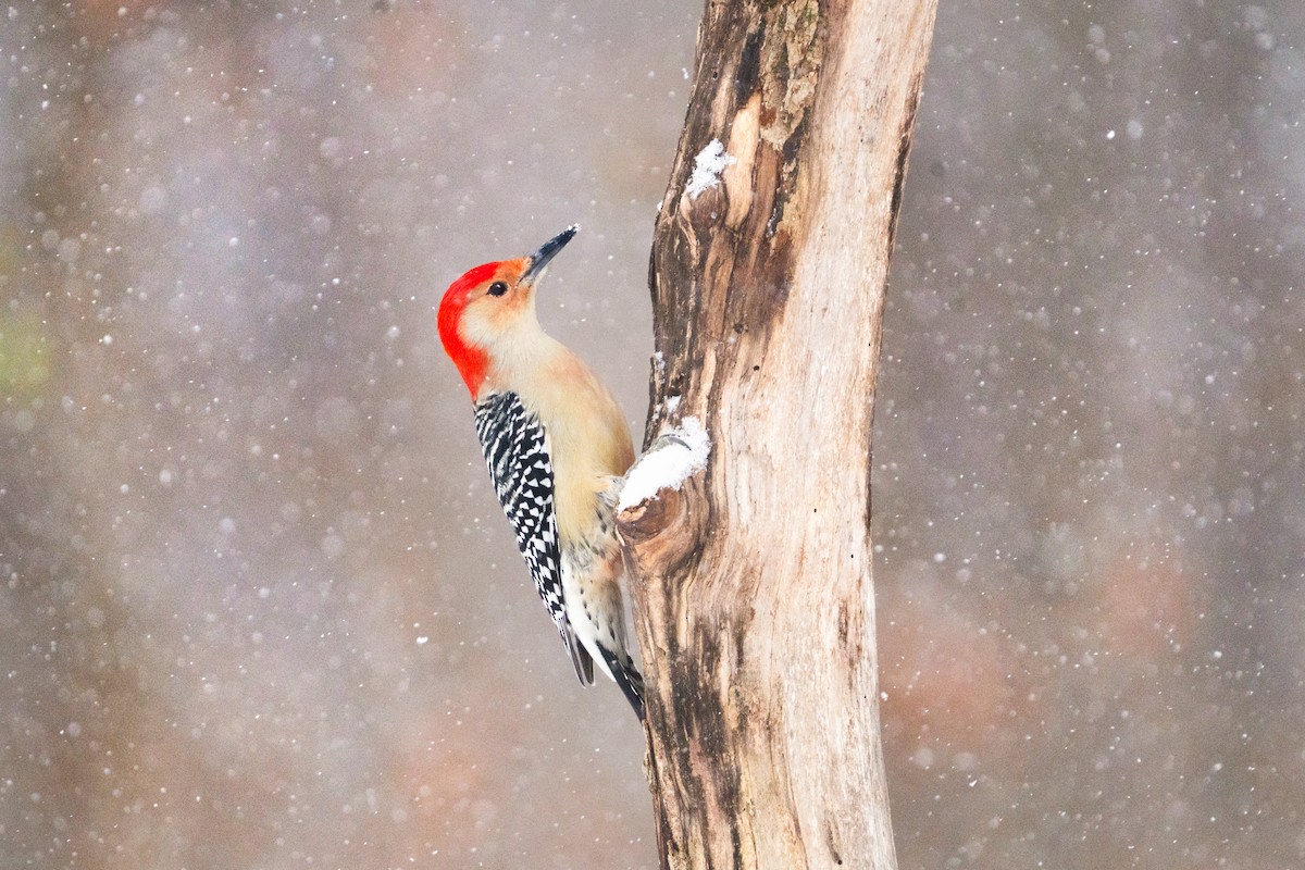 Red-bellied Woodpecker - ML646470617