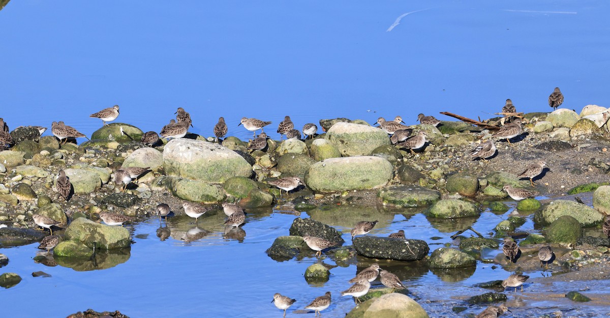 Least Sandpiper - ML646470618