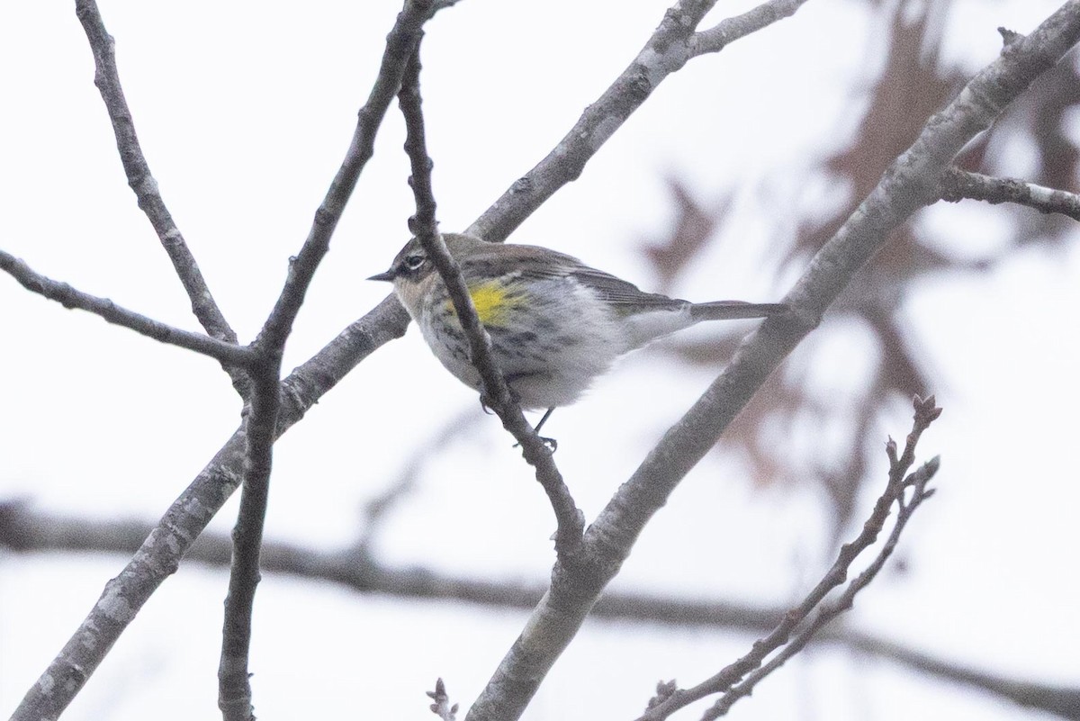 Yellow-rumped Warbler - ML646470619