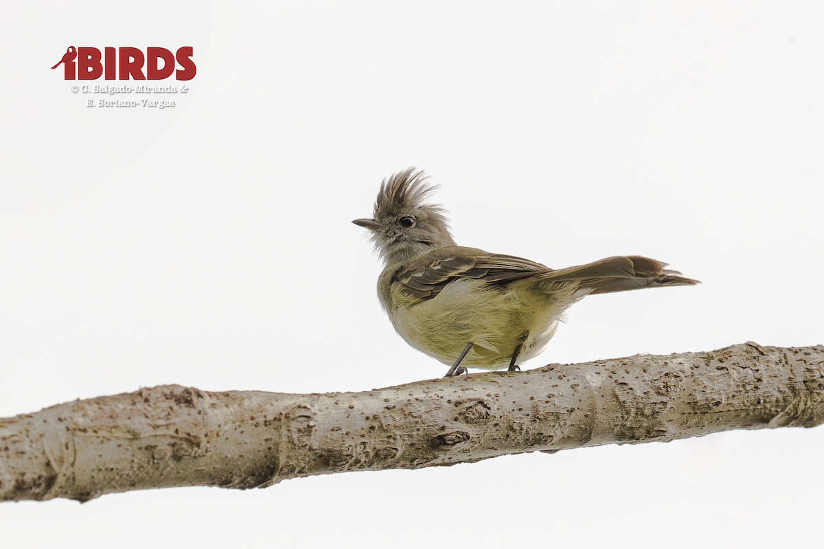 Yellow-bellied Elaenia - ML646470620