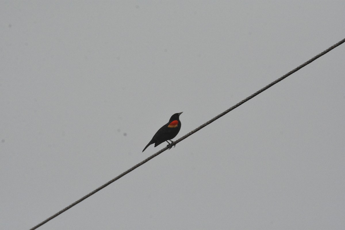 Red-winged Blackbird - ML646470621