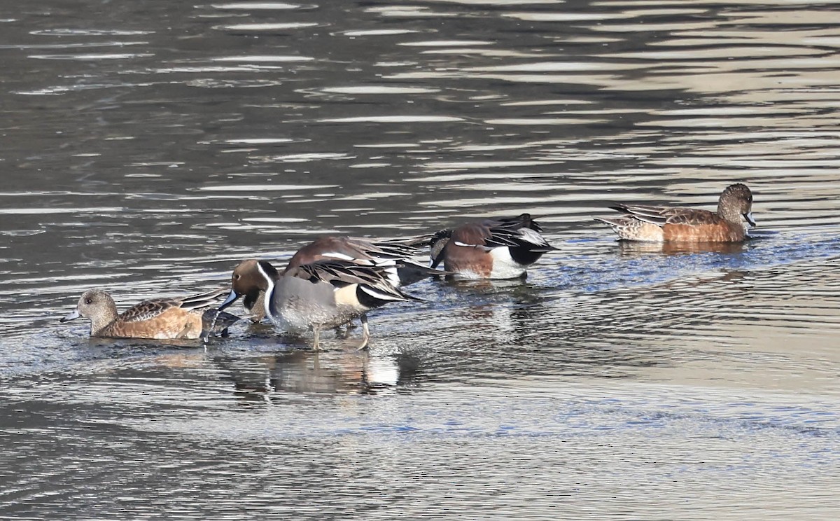 Northern Pintail - ML646470623
