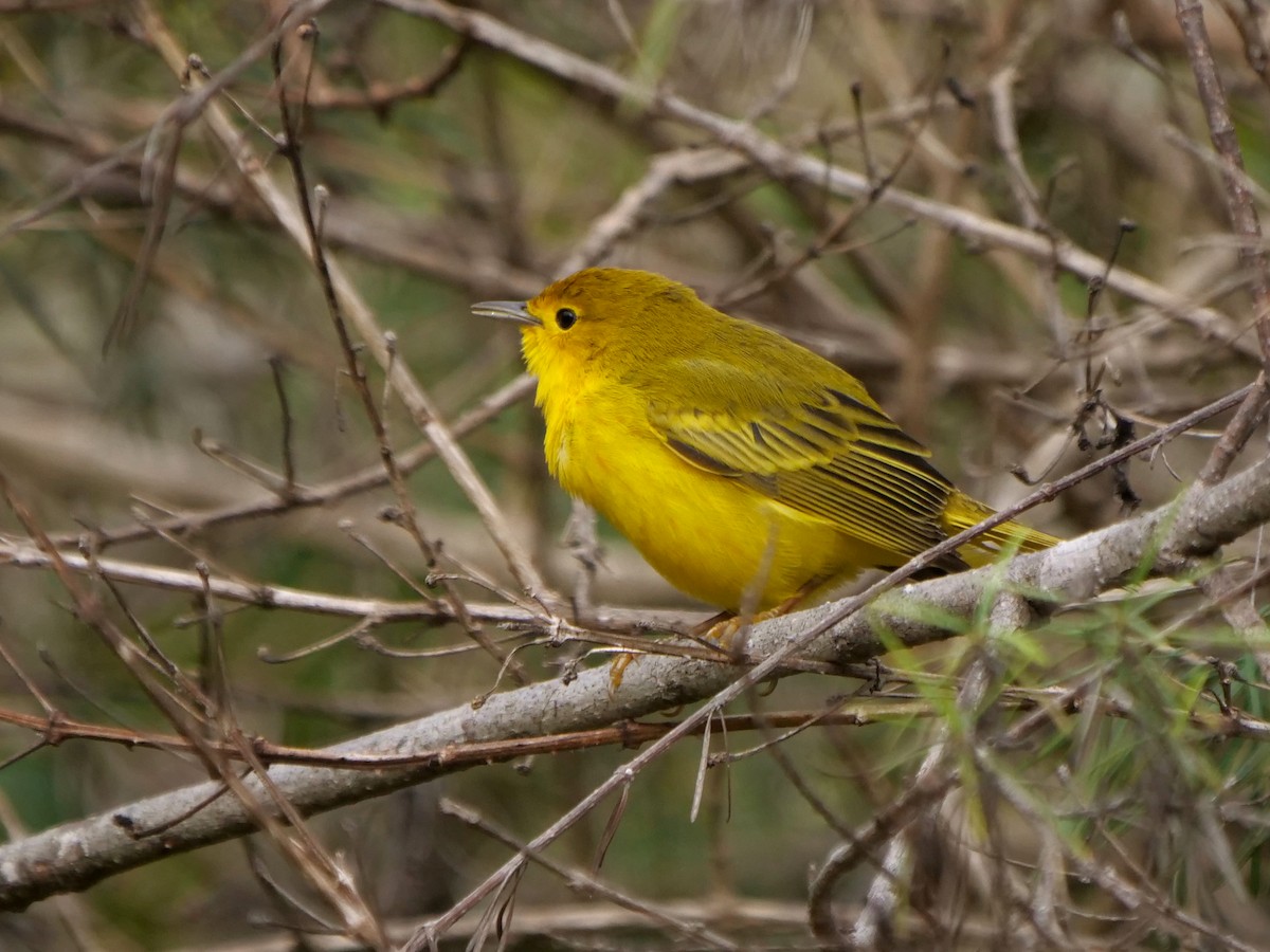 Mangrovewaldsänger - ML646470624