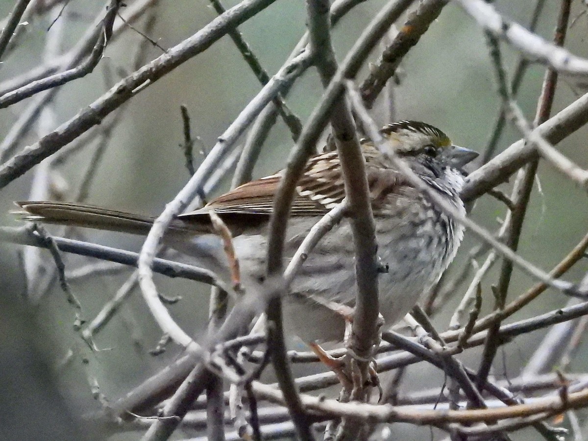 White-throated Sparrow - ML646470626