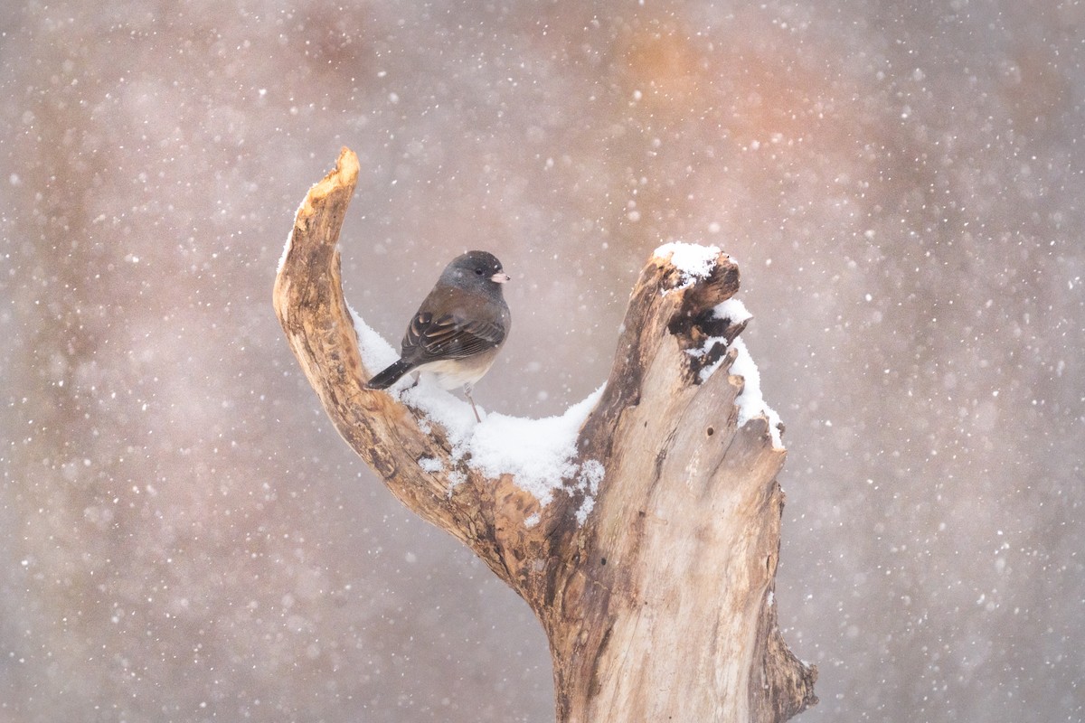 Dark-eyed Junco - ML646470627