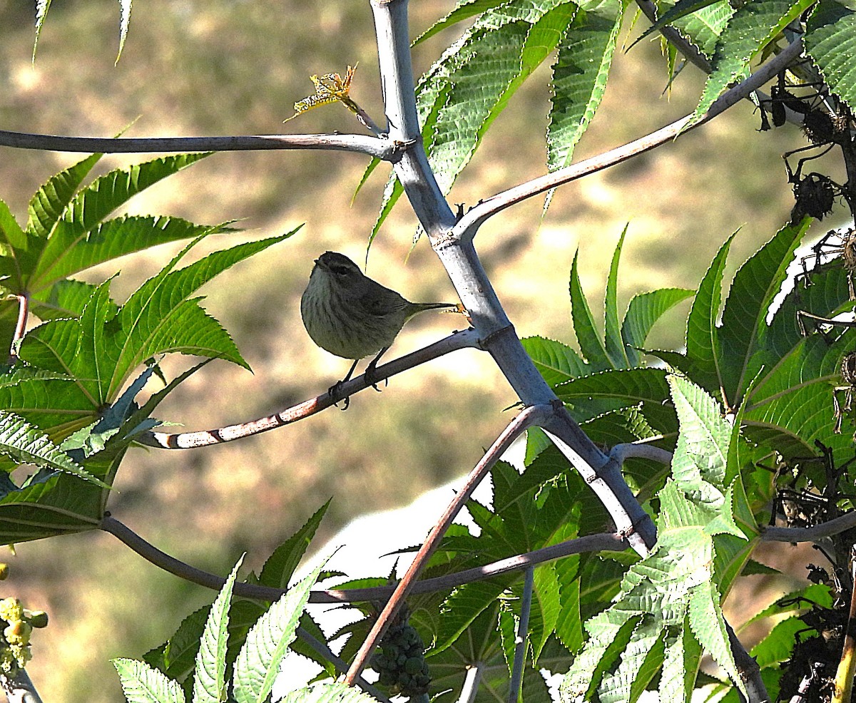 Palm Warbler - ML646470631