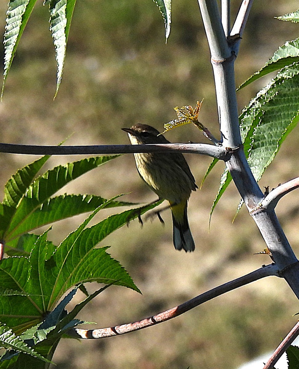 Palm Warbler - ML646470632