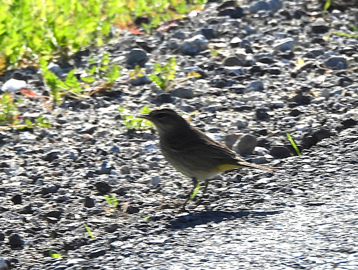 Palm Warbler - ML646470633