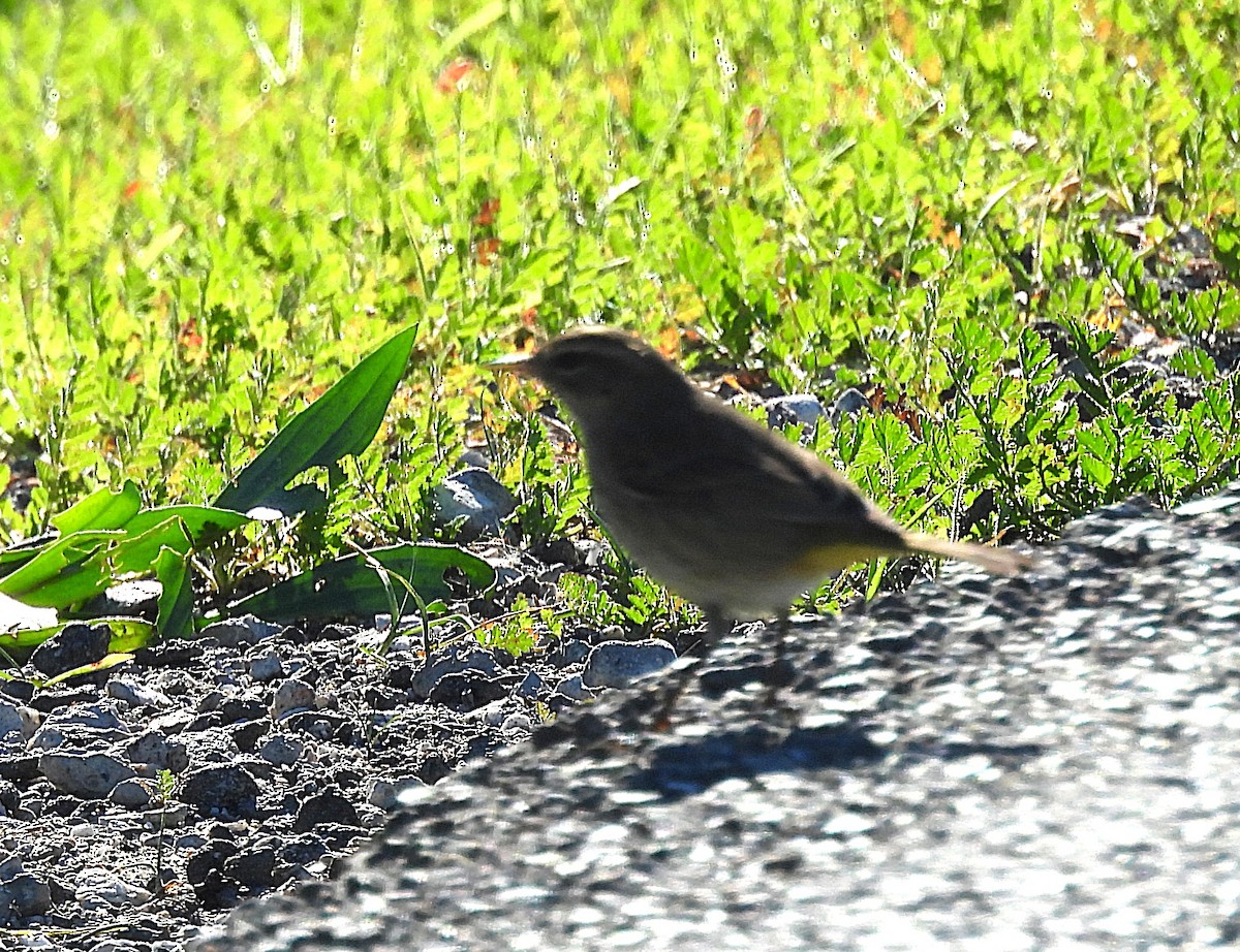 Palm Warbler - ML646470634