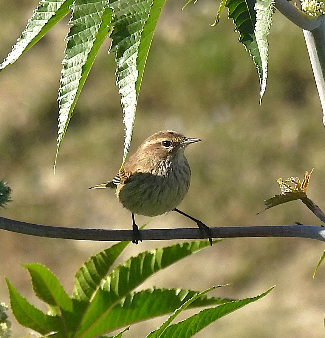 Palm Warbler - ML646470635