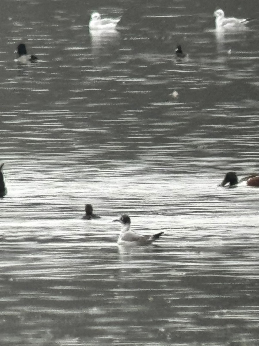 racek vnitrozemský - ML646470636