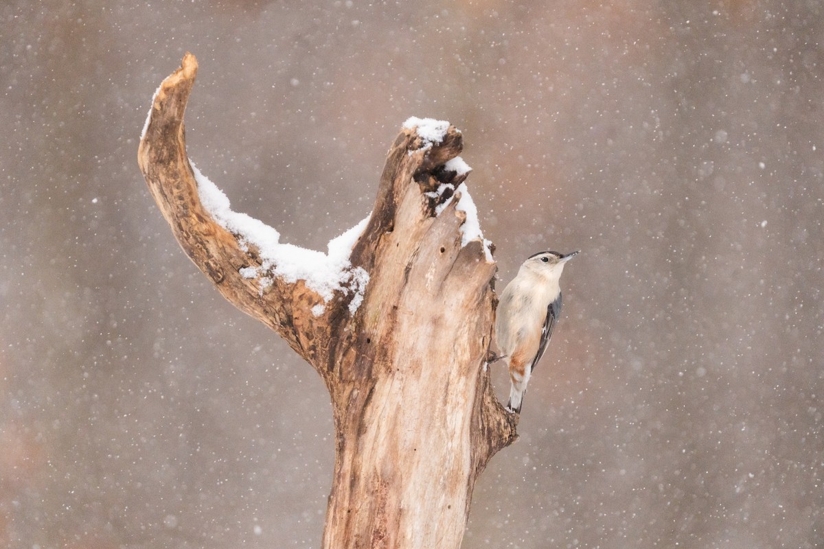 Weißbrustkleiber - ML646470637