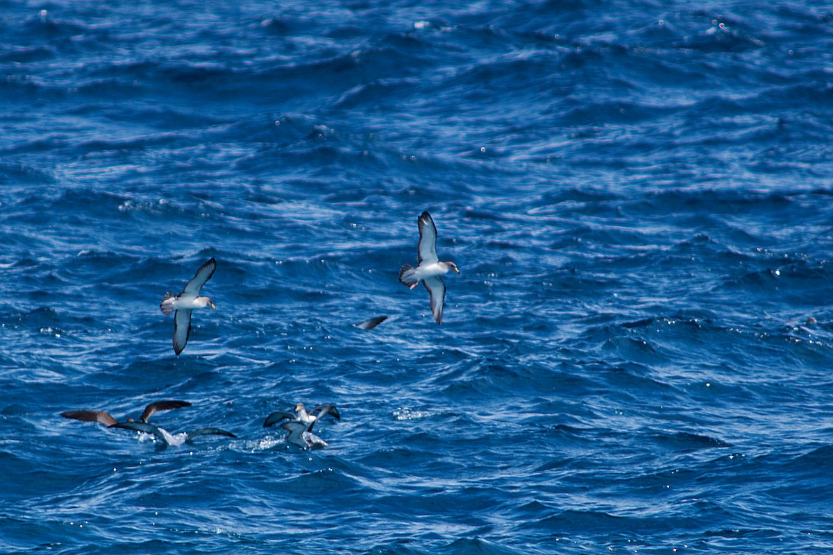 Scopoli's Shearwater - ML646470639