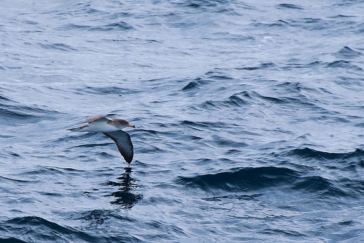 Scopoli's Shearwater - ML646470641