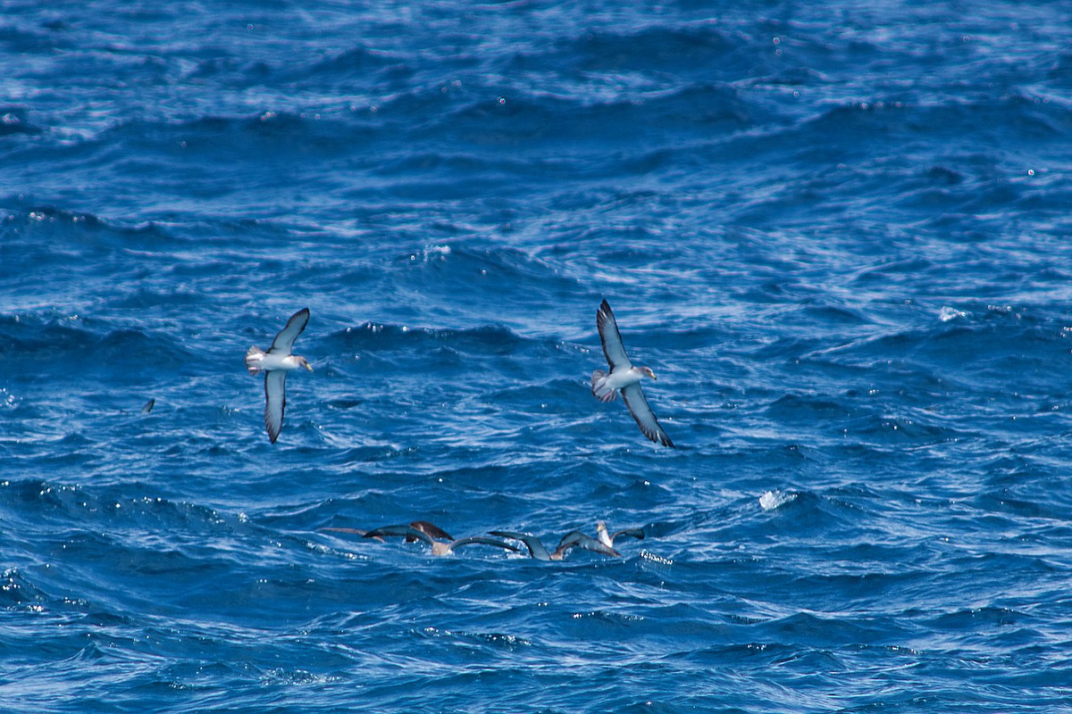 Scopoli's Shearwater - ML646470642