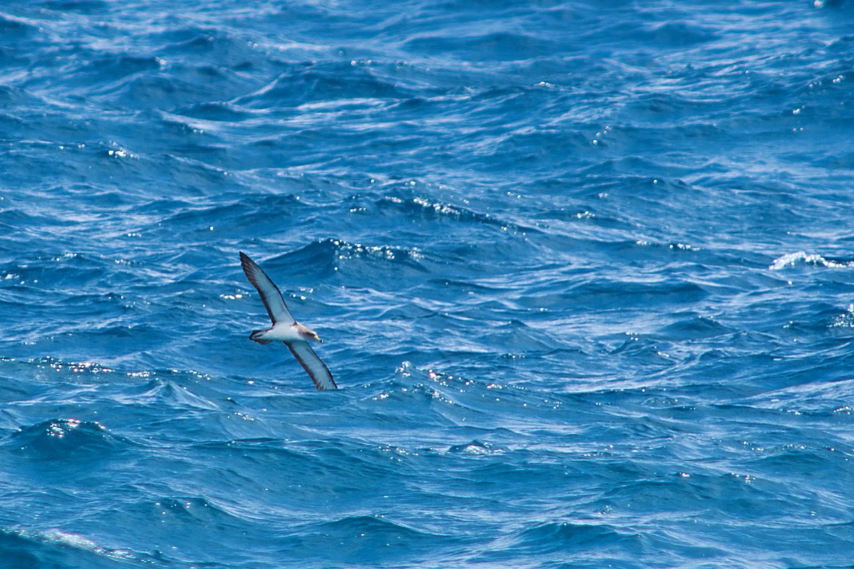 Scopoli's Shearwater - ML646470644
