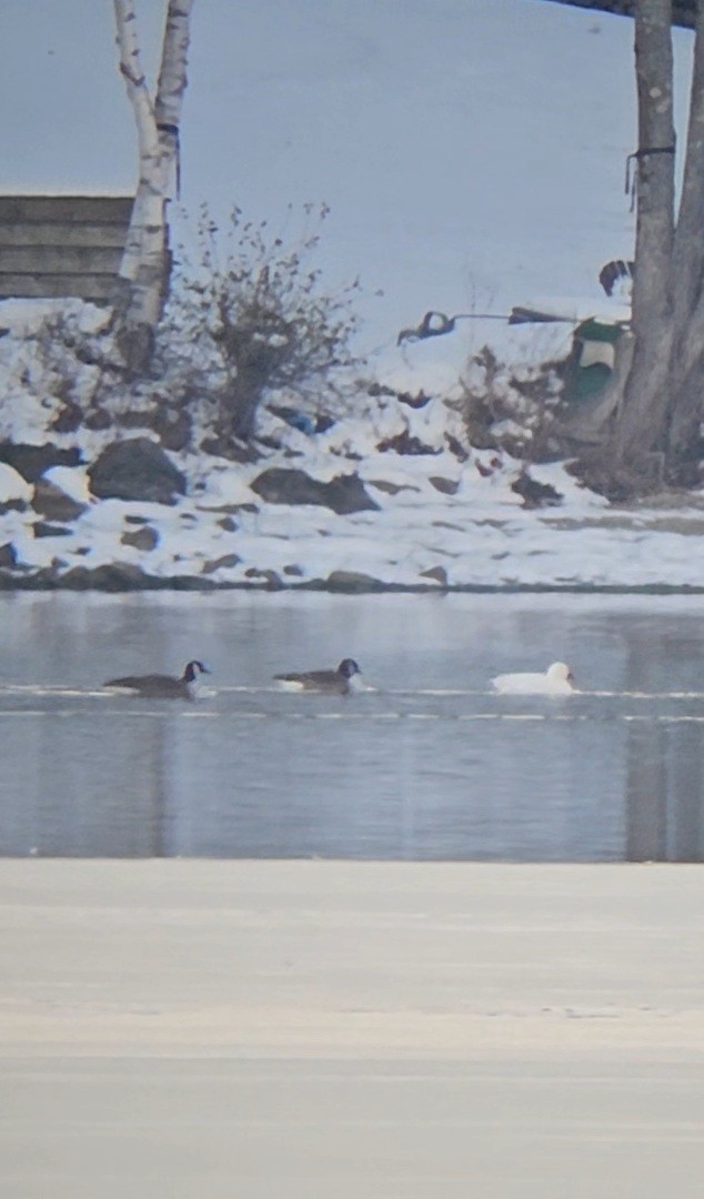 Гуска біла - ML646470645