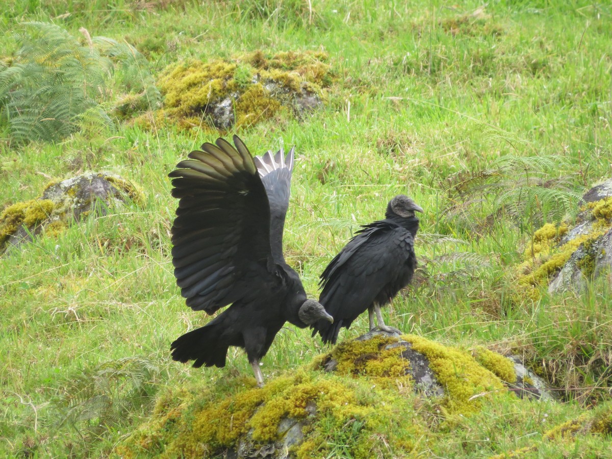 Zopilote beltza - ML646470648