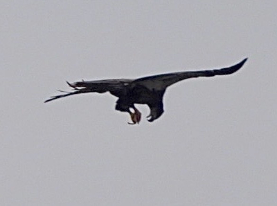 Bald Eagle - ML646470652