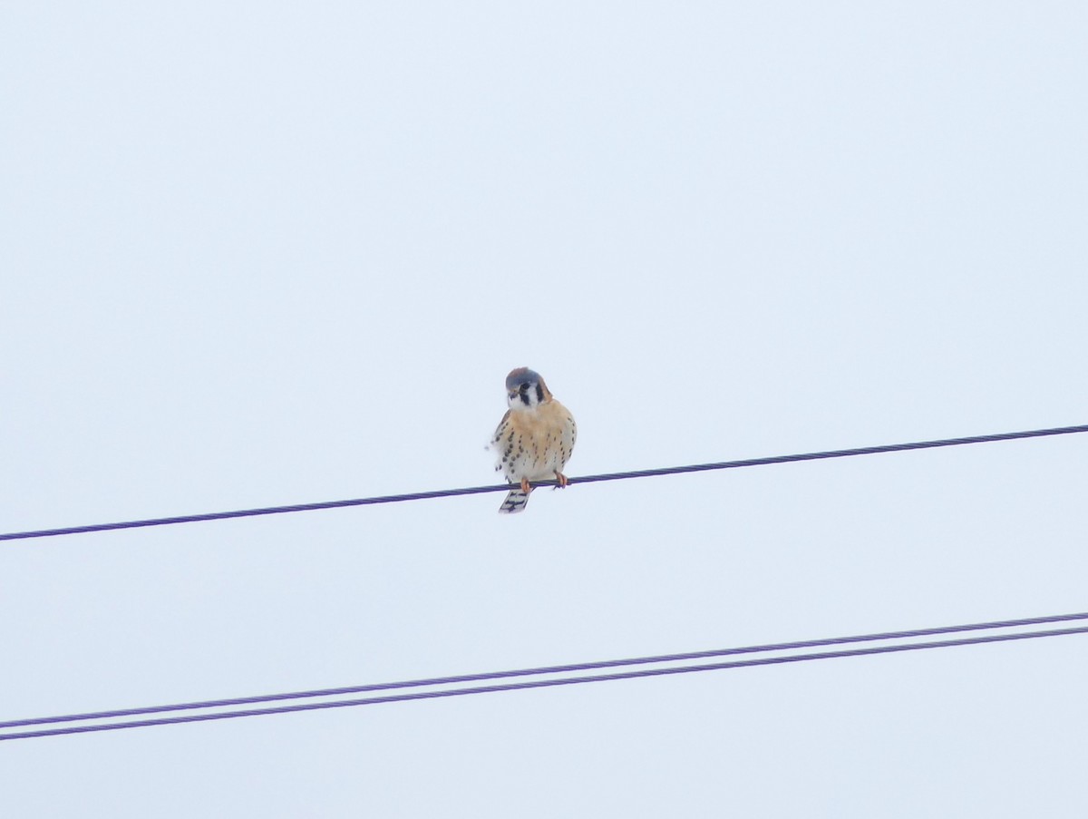 American Kestrel - ML646470653