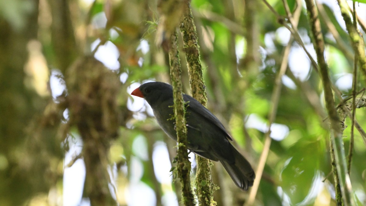Slate-colored Grosbeak - ML646470659
