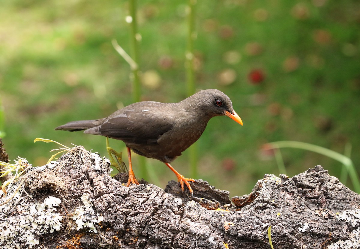Great Thrush - ML646470660