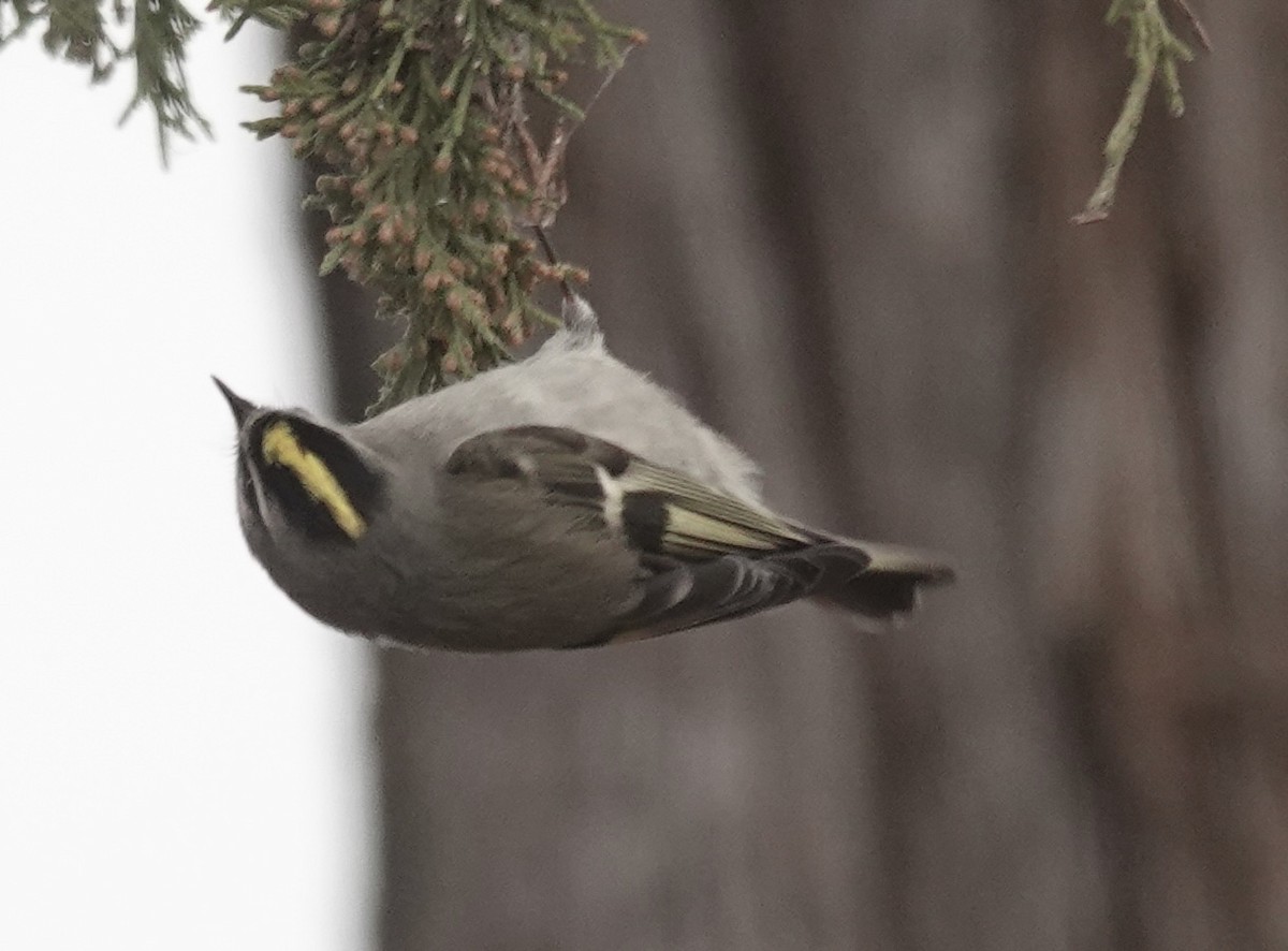 Golden-crowned Kinglet - ML646470661