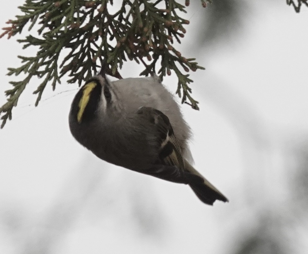 Golden-crowned Kinglet - ML646470662