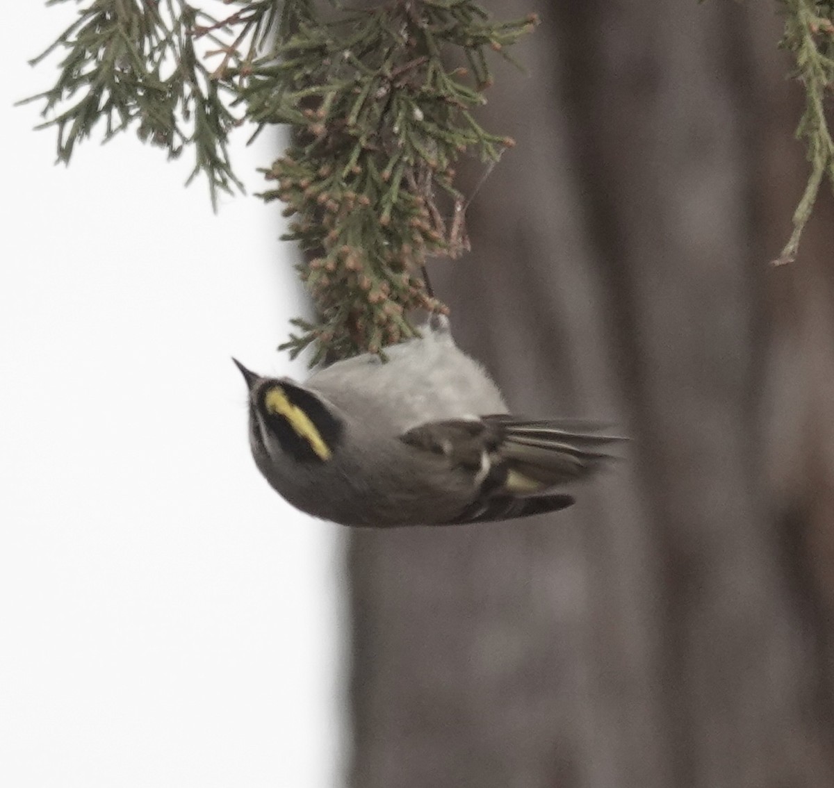 Golden-crowned Kinglet - ML646470663