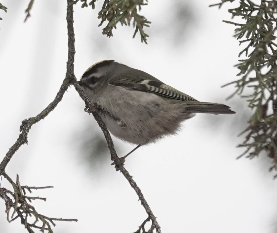 Golden-crowned Kinglet - ML646470664