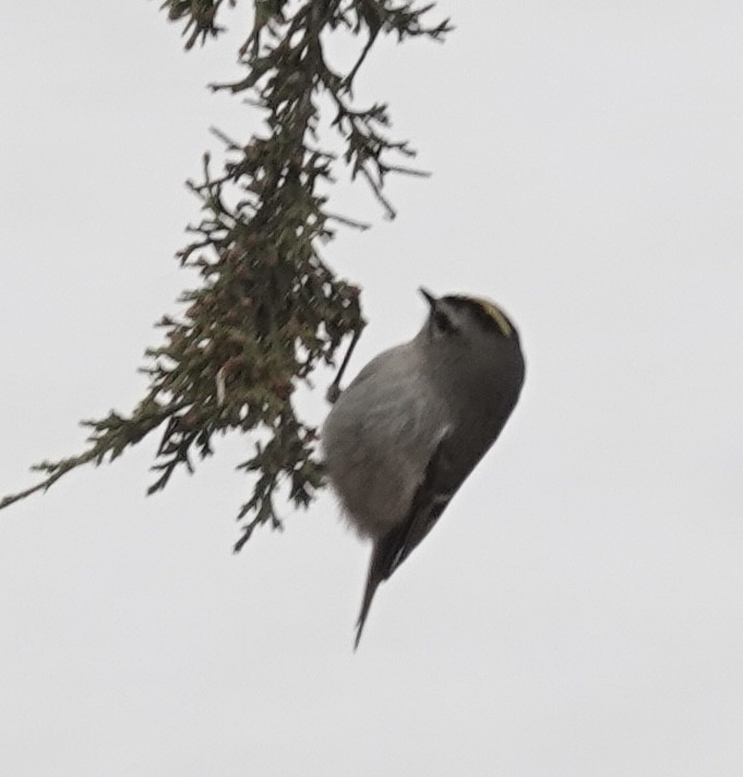 Golden-crowned Kinglet - ML646470665