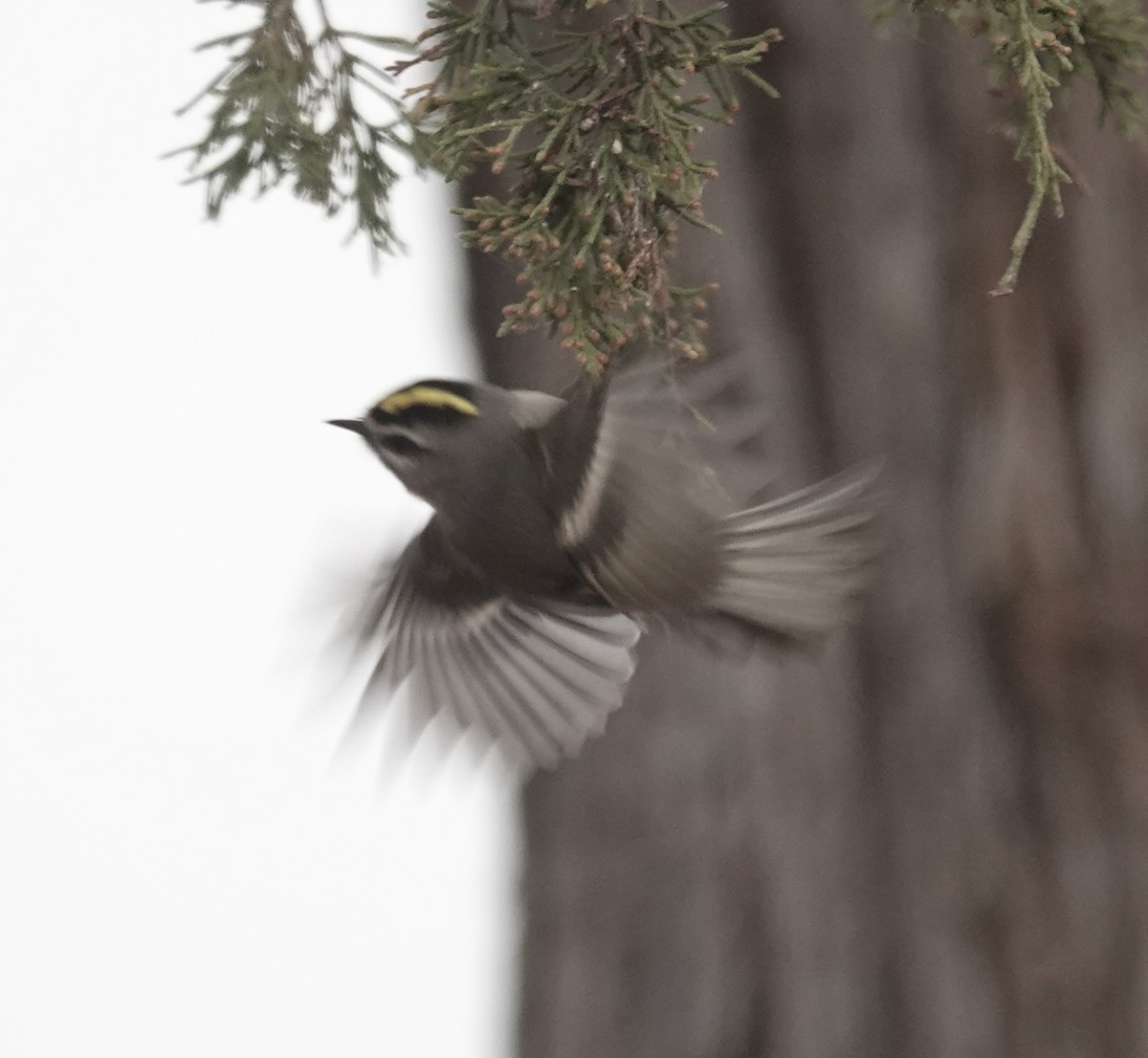 Golden-crowned Kinglet - ML646470666