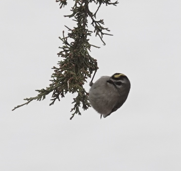 Golden-crowned Kinglet - ML646470667