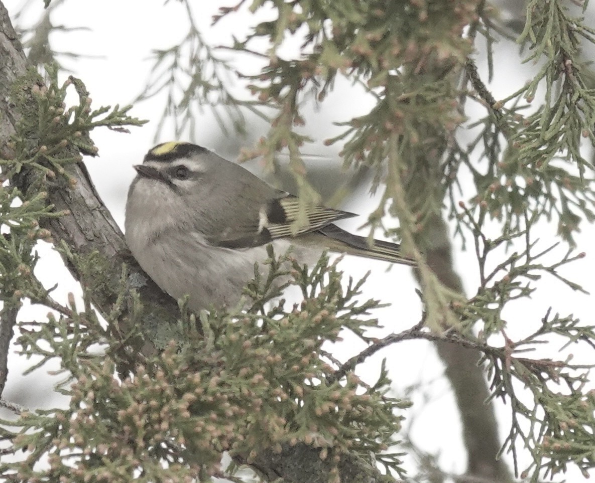Golden-crowned Kinglet - ML646470668