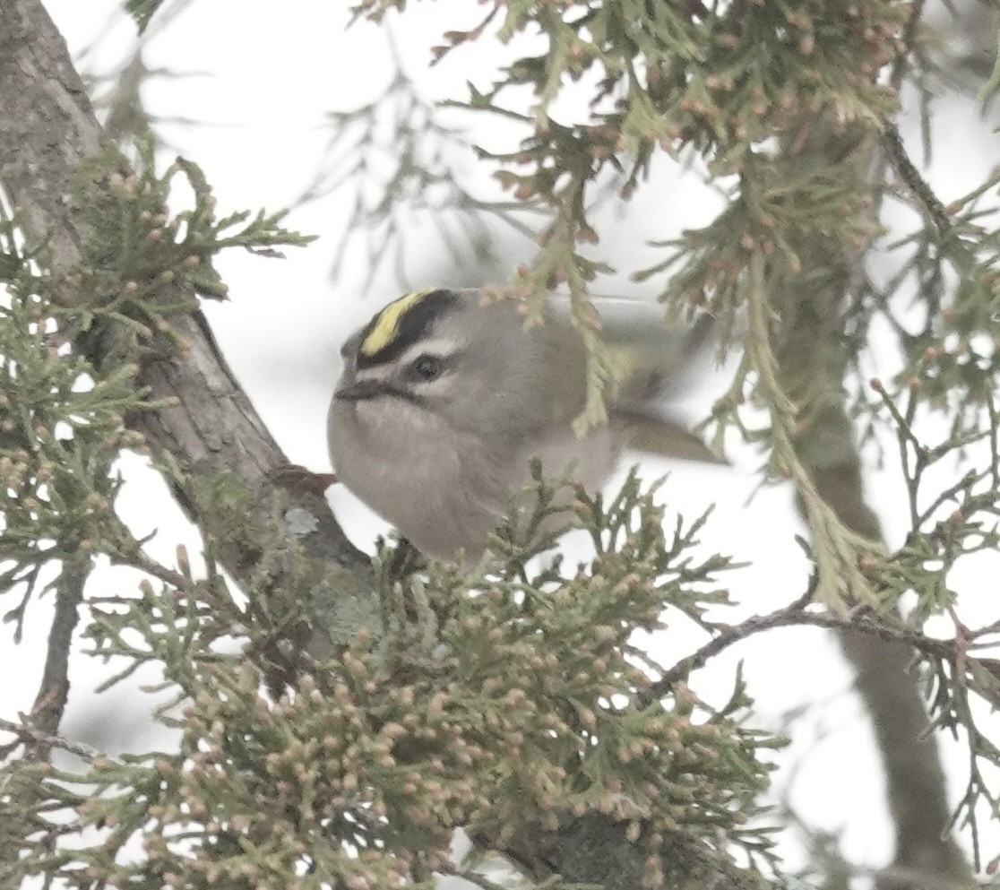 Golden-crowned Kinglet - ML646470669