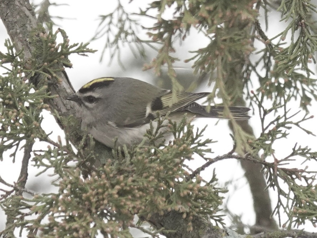 Golden-crowned Kinglet - ML646470670
