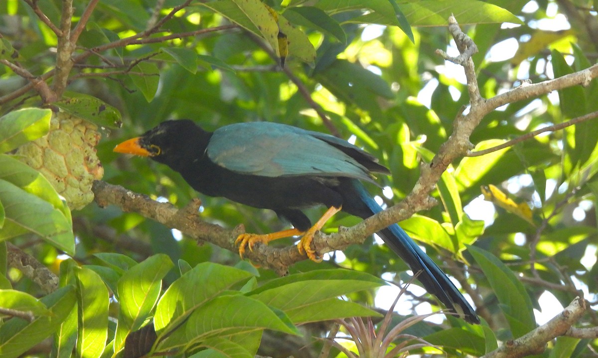 ユカタンヌレバカケス - ML646470672