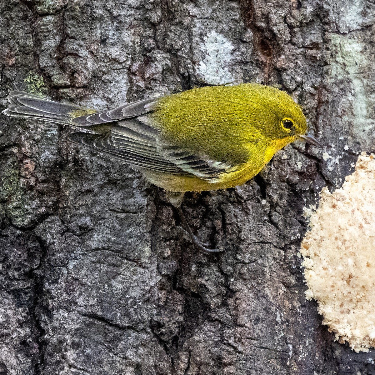 Pine Warbler - ML646470673