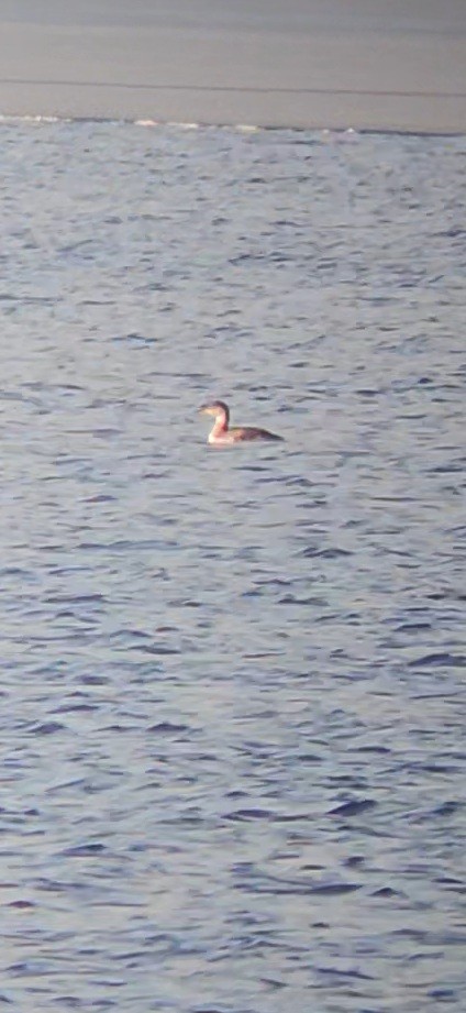 Пірникоза сірощока - ML646470677