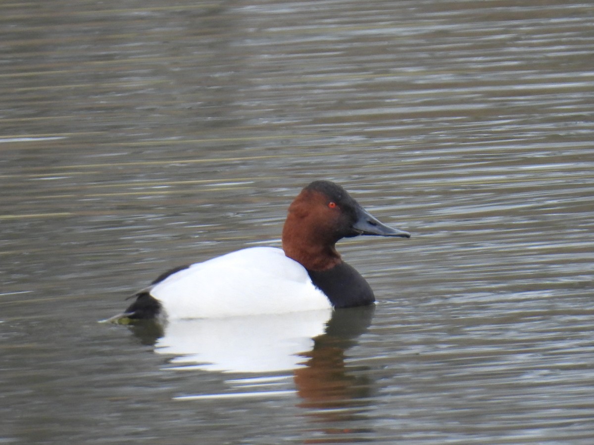 帆背潛鴨 - ML646470678