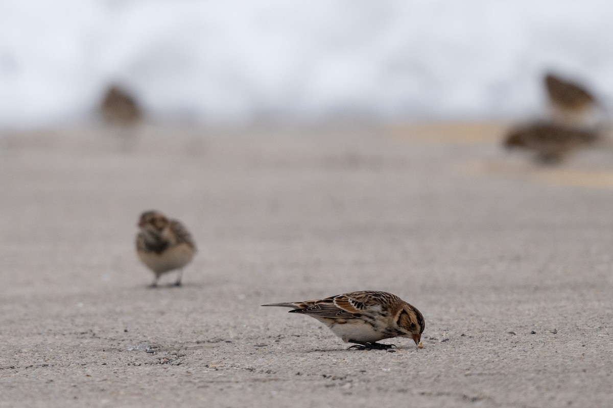 Lapland Longspur - ML646470680