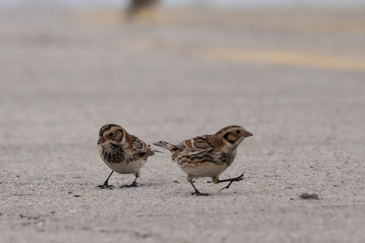 Lapland Longspur - ML646470681